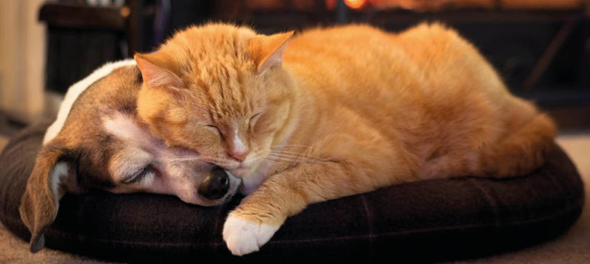 Prendre soin de son animal en hiver